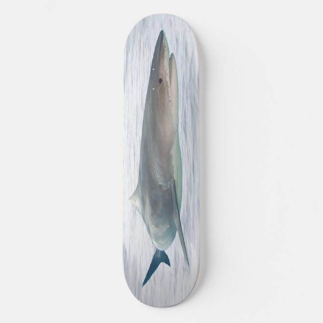 Real shark in water skateboard (Front)