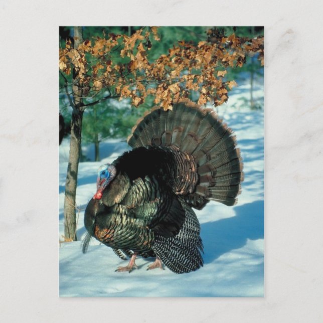 Real Turkey Snowy Forest Christmas Xmas Holidays Holiday Postcard (Front)