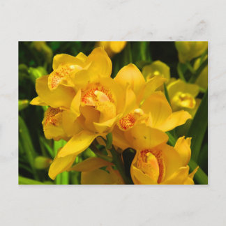 Real Yellow Flower Postcard