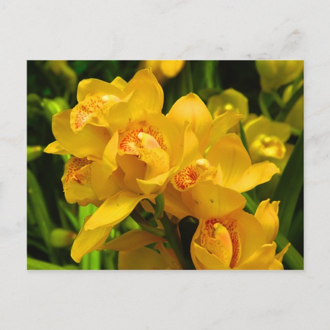 Real Yellow Flower Postcard (Front)