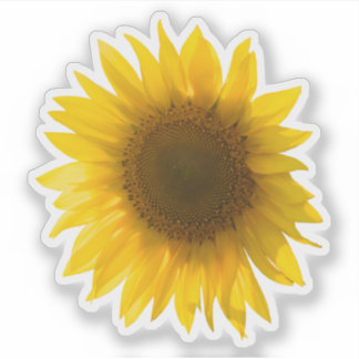 Real yellow sunflower picture