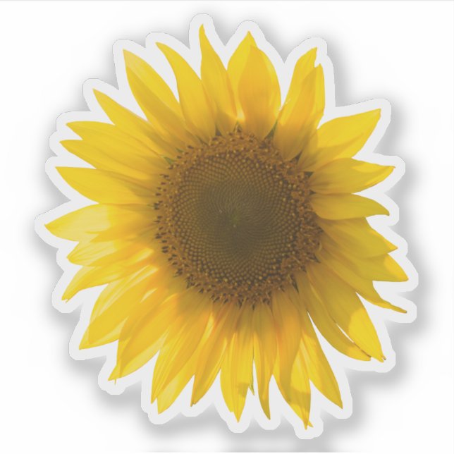 Real yellow sunflower picture (Front)