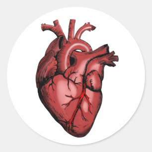 Realistic Anatomical Heart Image Classic Round Sticker