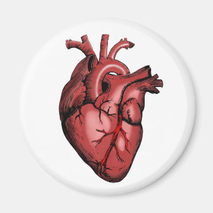 Realistic Anatomical Heart Image Magnet