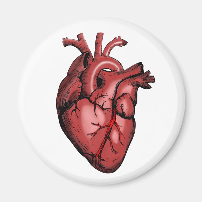 Realistic Anatomical Heart Image Magnet (Front)