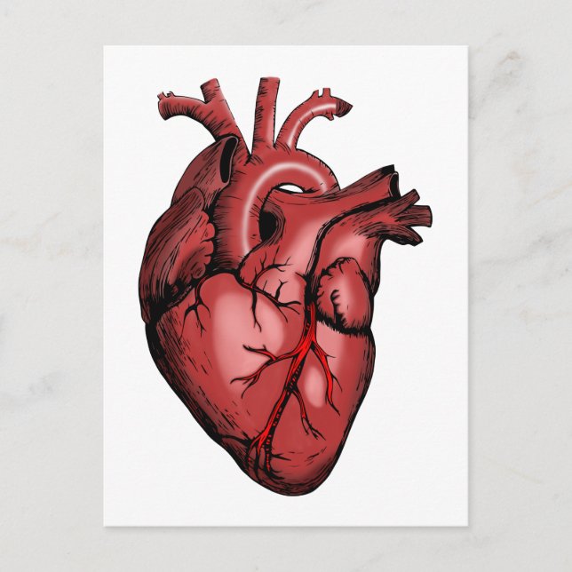 Realistic Anatomical Heart Image Postcard (Front)