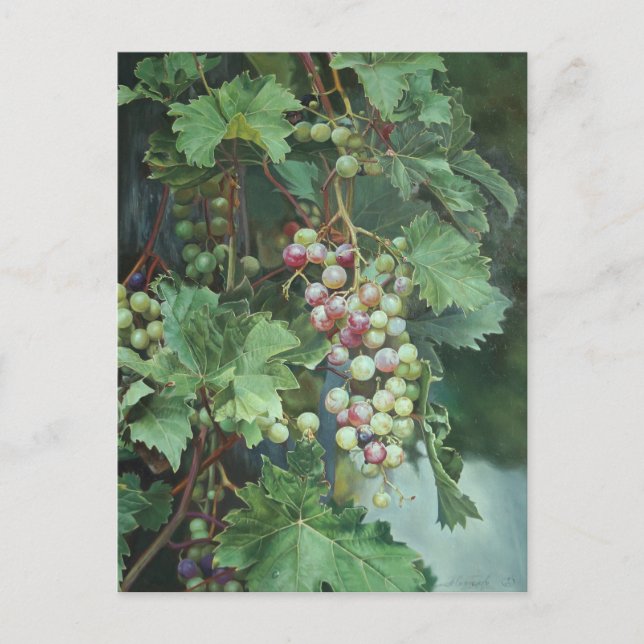 Realistic Grape Vine with Leaves – Fine Art Postcard (Front)