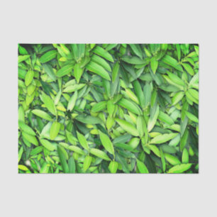 Realistic green leaves tissue paper