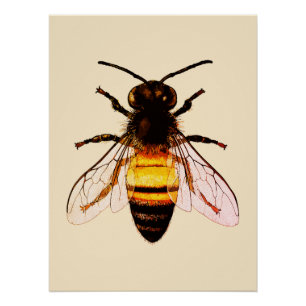 Realistic Honey Bee Art Illustration Poster