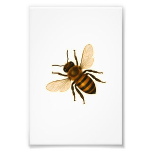 Realistic Honey Bee Design Photo Print