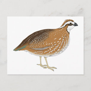 Realistic Quail Bird Postcard