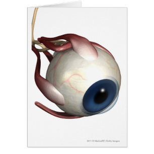 Realistic rendering of the muscles of the eye