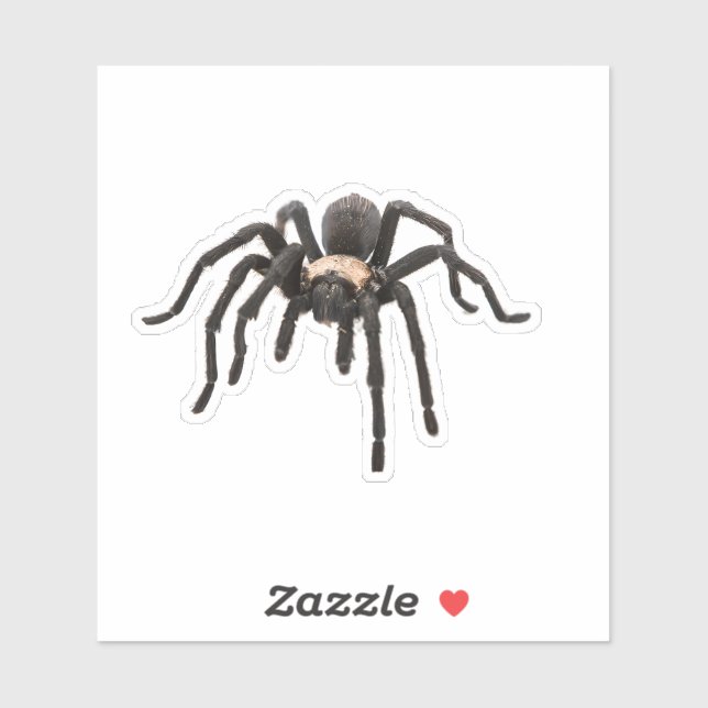 Realistic Tarantula Spider (Sheet)