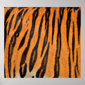 Realistic tiger skin texture. poster