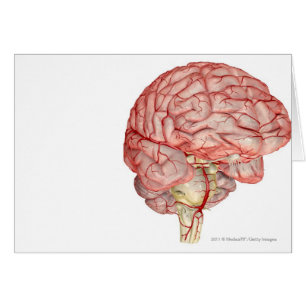 Realitic rendering of the human brain