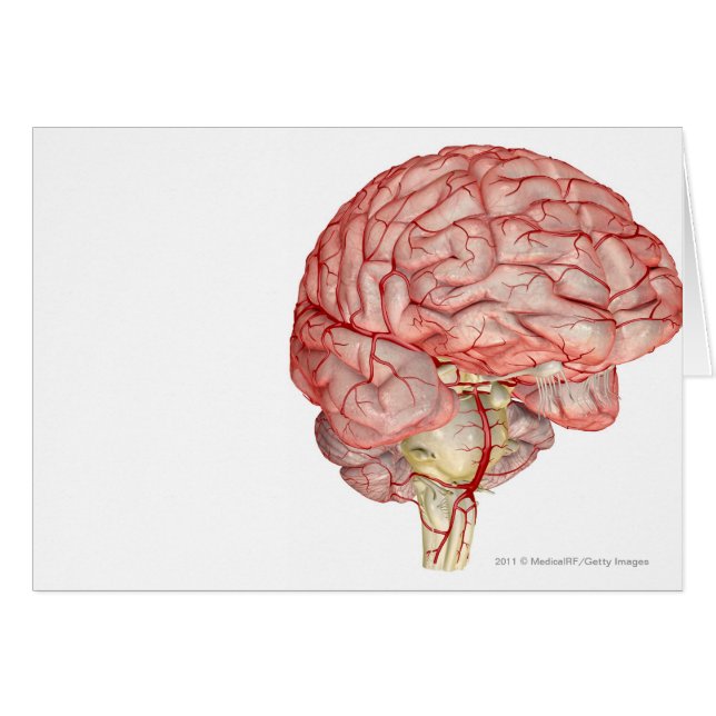Realitic rendering of the human brain (Front Horizontal)