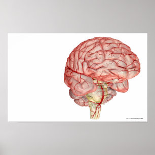 Realitic rendering of the human brain poster