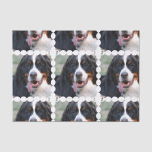 Really Cute Bernese Mountain Dog Tissue Paper