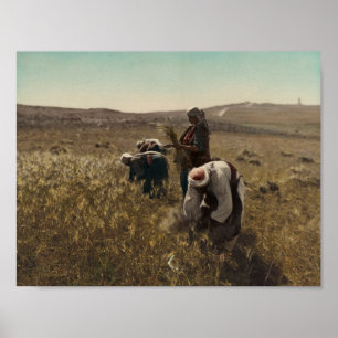 Reaping barley harvest in the fields of Bethlehem Poster