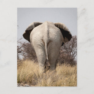Rear view of elephant postcard