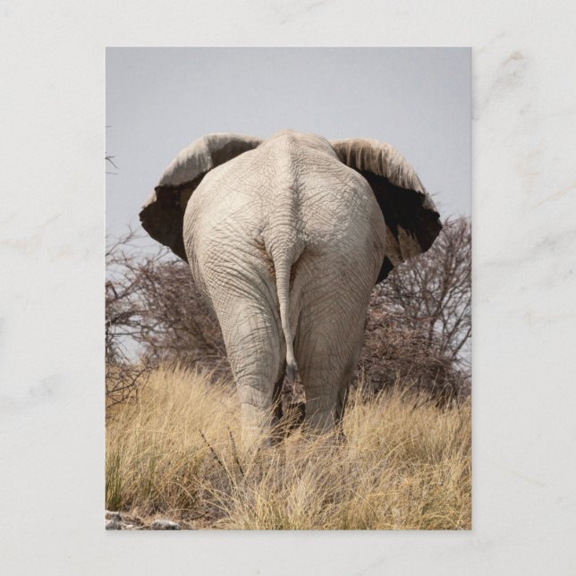 Rear view of elephant postcard (Front)