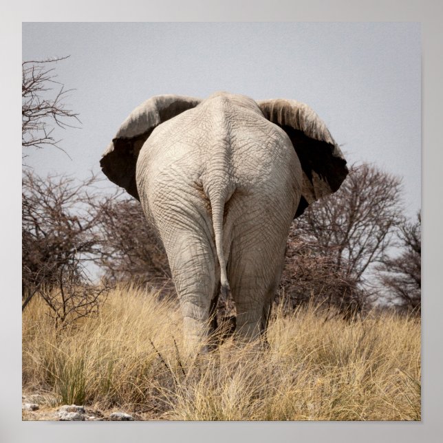 Rear view of elephant poster (Front)