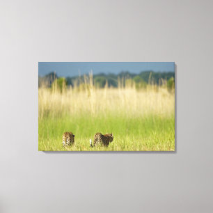 Rear view of Leopard (Panthera pardus) and cub Canvas Print