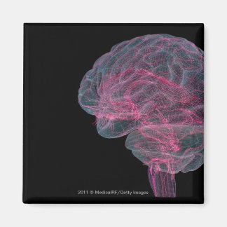 Rear view of the human brain magnet