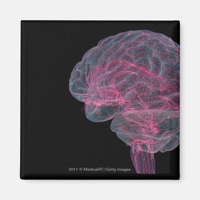 Rear view of the human brain magnet (Front)