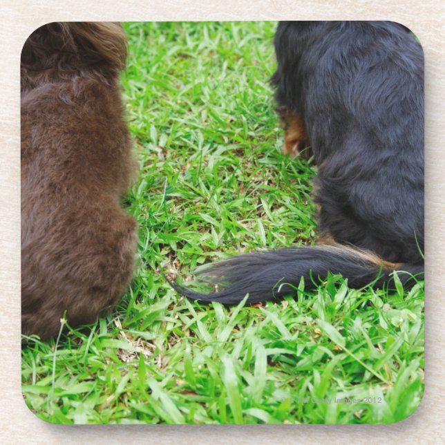 Rear view of two Dachshund dogs Coaster (Front)
