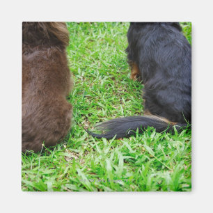 Rear view of two Dachshund dogs Magnet