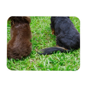 Rear view of two Dachshund dogs Magnet