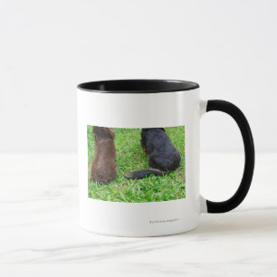Rear view of two Dachshund dogs Mug