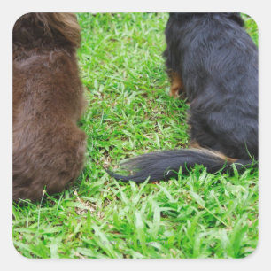 Rear view of two Dachshund dogs Square Sticker