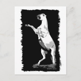 Rearing Andalusian Stallion Postcard