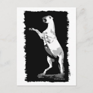 Rearing Andalusian Stallion Postcard