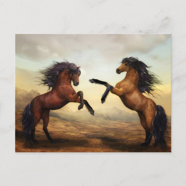 rearing horses postcard (Front)