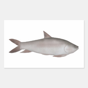 Reba Carp Rectangular Sticker