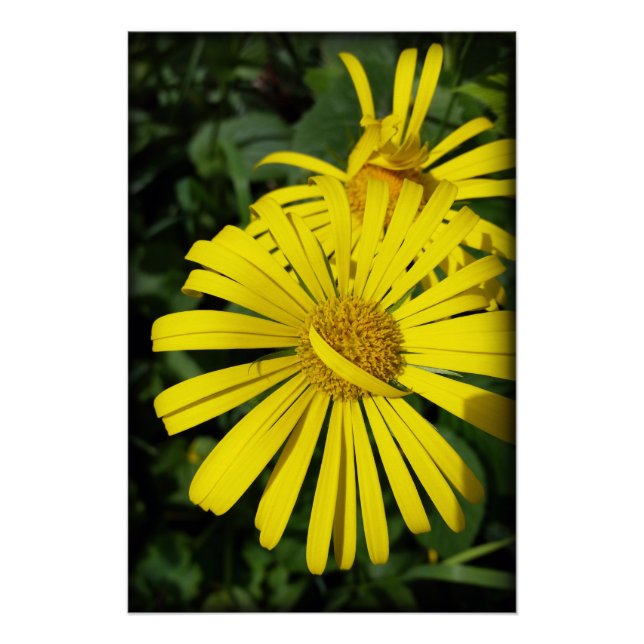 rebel petals poster (Front)