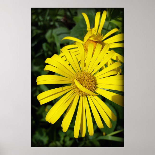 rebel petals poster (Front)