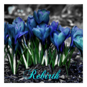 Rebirth of Aqua Blue Crocus Blooms Poster