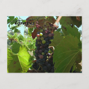 Recipe Card - Grapes on vine