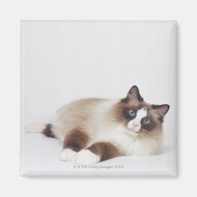 Reclining Cat Magnet (Front)