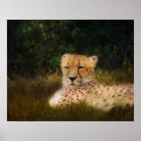 Reclining Cheetah at Fossil Rim