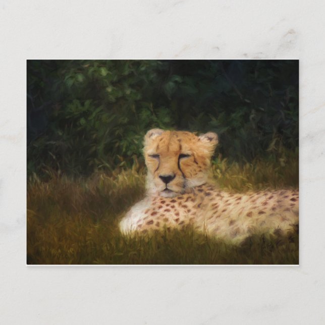 Reclining Cheetah at Fossil Rim Wildlife Centre Postcard (Front)