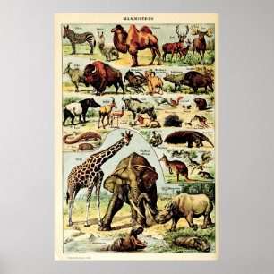 Recreated Adolphe Millot Nature Creatures Mammals Poster