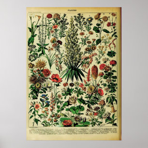 Recreated Adolphe Millot Nature Posters: Flowers Poster