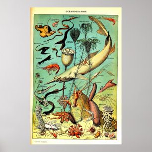 Recreated Adolphe Millot Ocean Sea Animals Poster