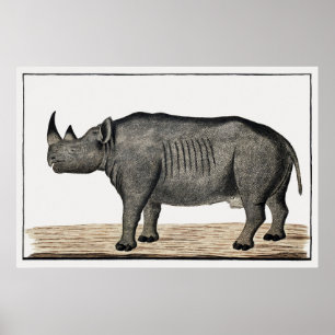 Recto Diceros bicornis bicornis: black rhinoceros Poster