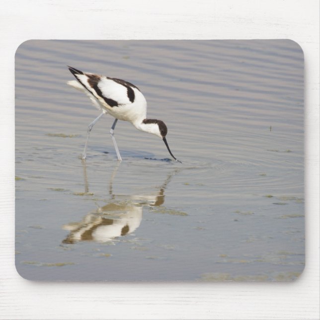 Recurvirostra avosetta mouse mat (Front)